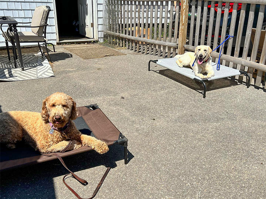 Dogs sitting on beds outside during a Maine Dog Training Company Board and Train session
