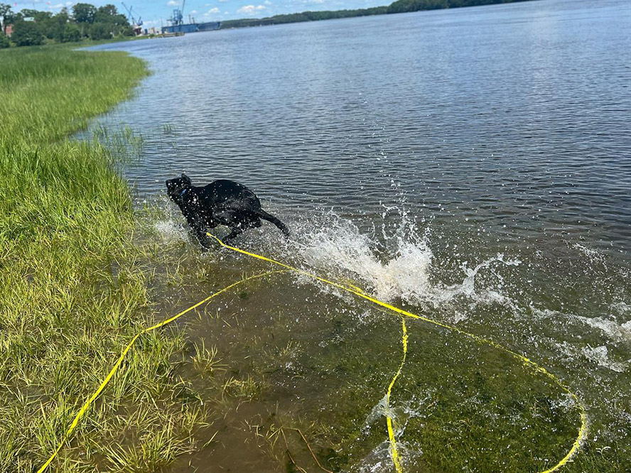 Dog running through the water on a long lead during a Maine Dog Training Company Board and Train session