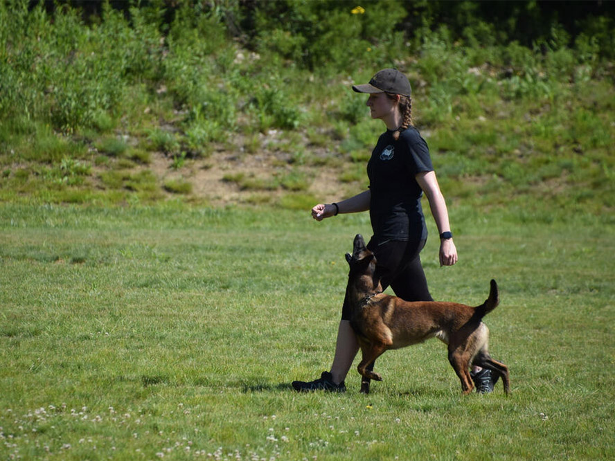 Trainer Rachel Perigny staring straight ahead as she participating in IGP with her Belgian Malinois