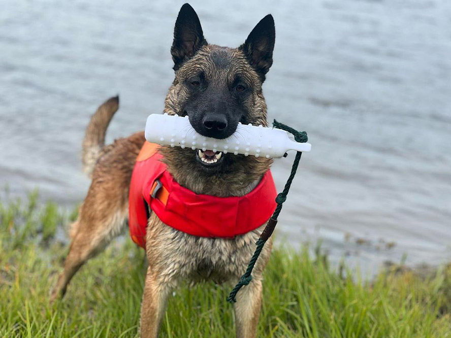 Malinois with doggie life vest and holding a bumper in its mouth